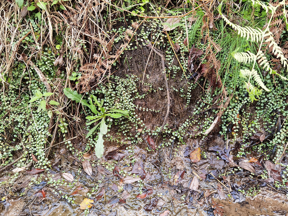Lysimachia tenella photo